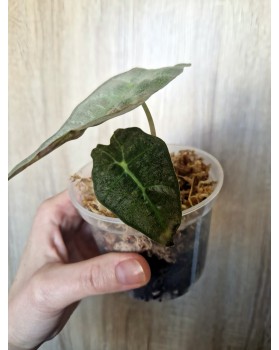 Alocasia Polly pink variegata