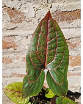 Alocasia Black Jack -...