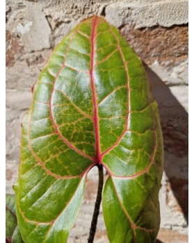 Alocasia Black Jack - Cyrtosperma Johnstonii - XL