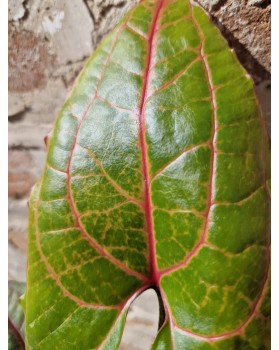 Alocasia Black Jack - Cyrtosperma Johnstonii - XL