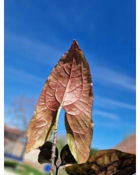 Alocasia Black Jack - Cyrtosperma Johnstonii - XL