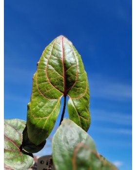 Alocasia Black Jack - Cyrtosperma Johnstonii - XL