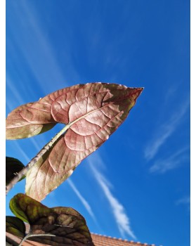 Alocasia Black Jack - Cyrtosperma Johnstonii - XL