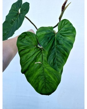 Philodendron serpens x...