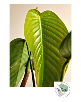 Philodendron Lentii