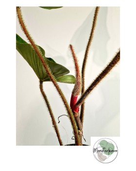 Philodendron Squamicaule Blushing