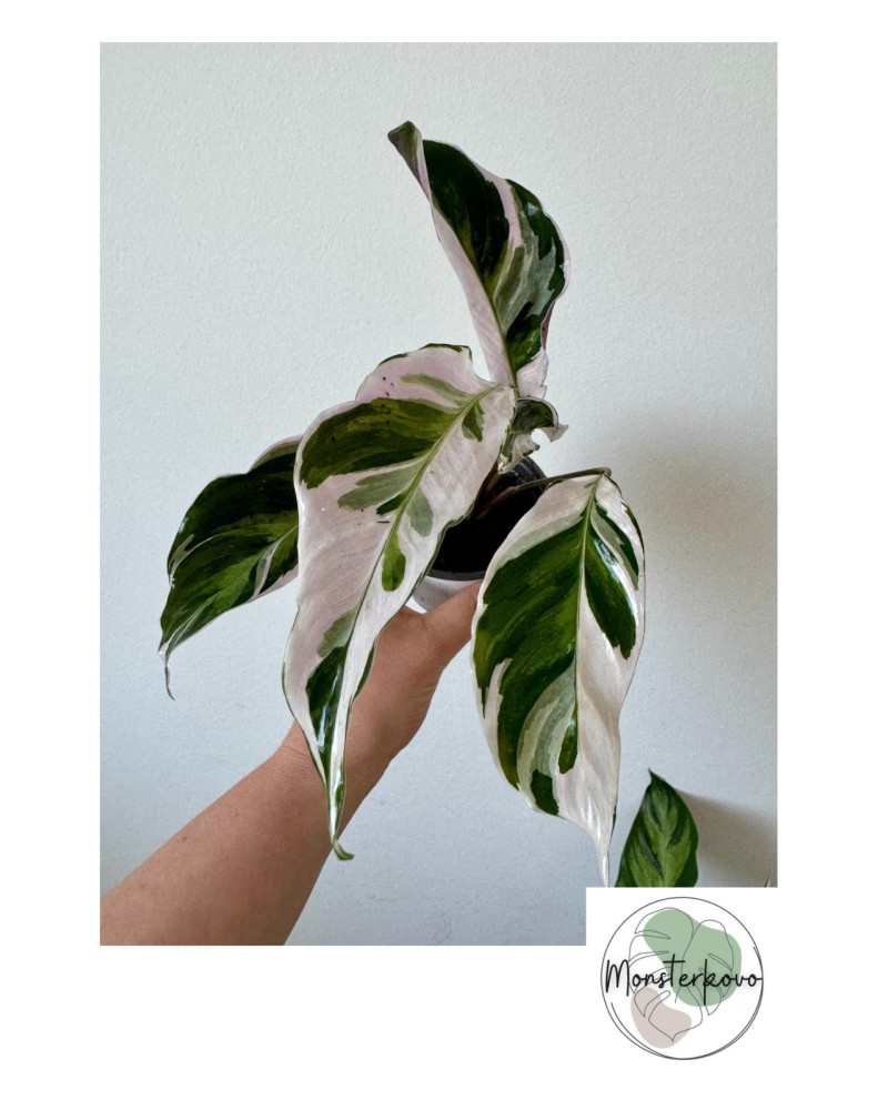 Calathea White Fusion