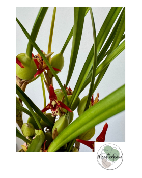 Maxillaria tenuifolia...