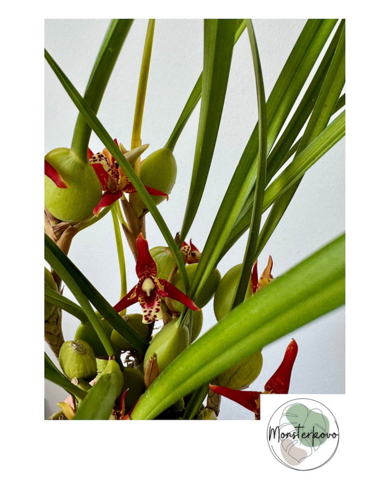 Maxillaria tenuifolia (Coconut Orchid)