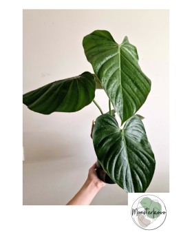 Philodendron gloriosum x...