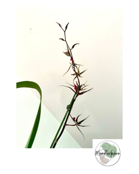 Degarmoara pinot princess ‘scary’ - orchidea