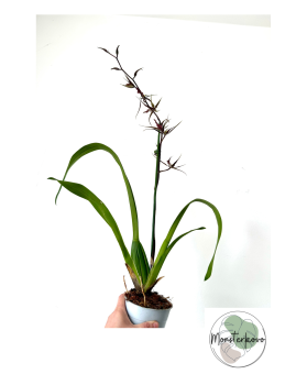 Degarmoara pinot princess ‘scary’ - orchidea