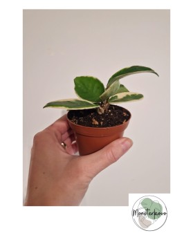 Hoya carnosa 'Albomarginata'