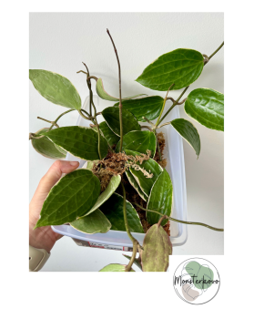 Hoya macrophylla variegata...