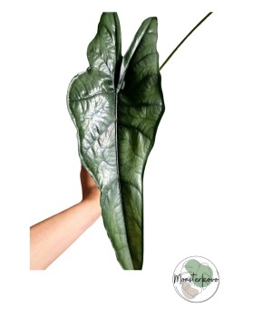 Alocasia Heterophylla 'Dragon's Breath'