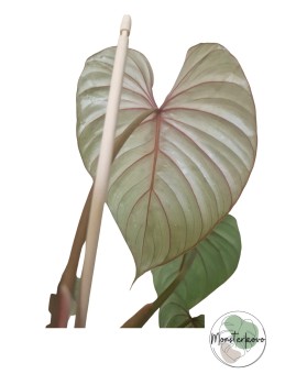 Philodendron lynamii x...