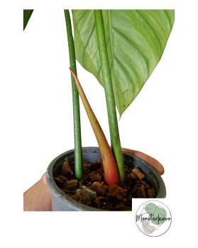 Philodendron sp. Colombia XL