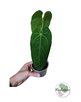 Anthurium Magnificum x Warocqueanum