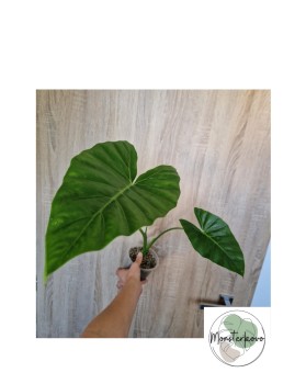 Alocasia Lukiwan XL