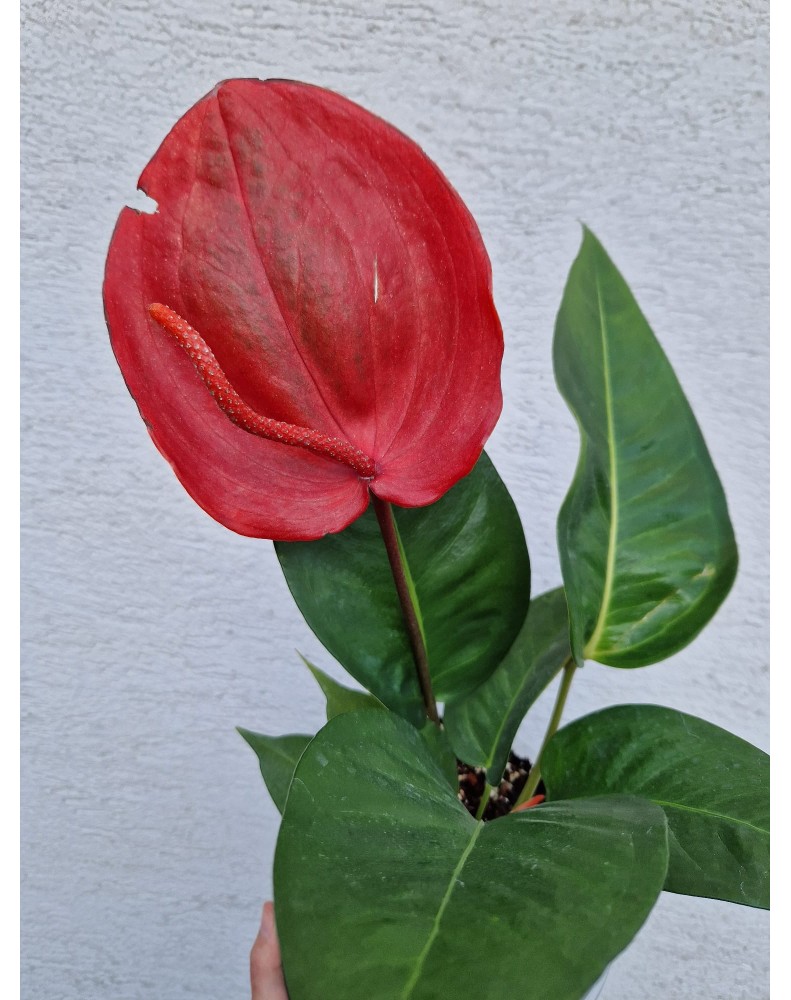 Anthurium Scherzerianum