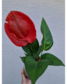 Anthurium Scherzerianum