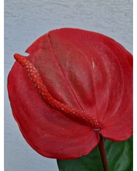 Anthurium Scherzerianum