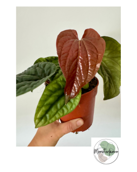 Anthurium luxurians x radicans