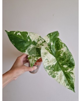 Alocasia Splash Camouflage v pone