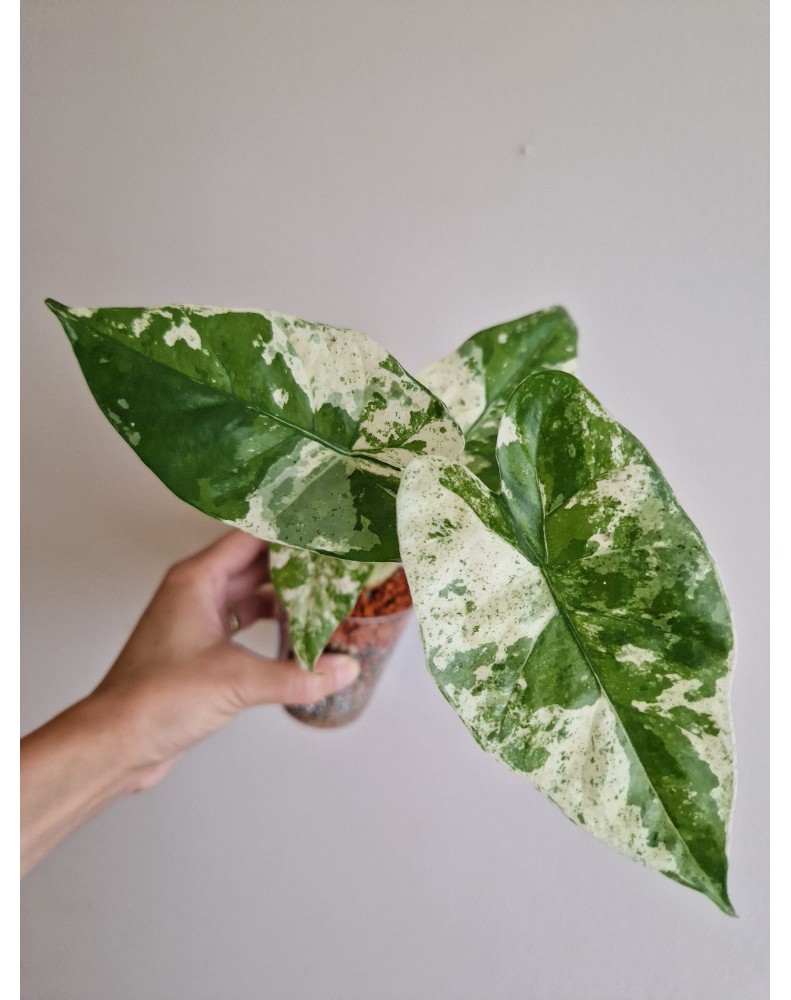 Alocasia Splash Camouflage v pone