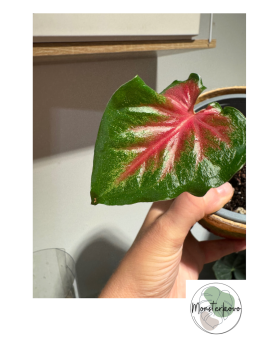 Caladium Carolyn Whorton