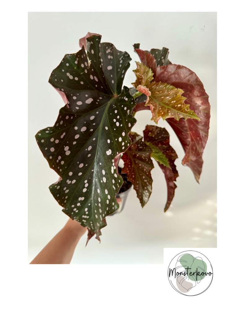 Begonia x 'Cracklin Rosie'