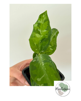 Aglaonema pictum tricolor