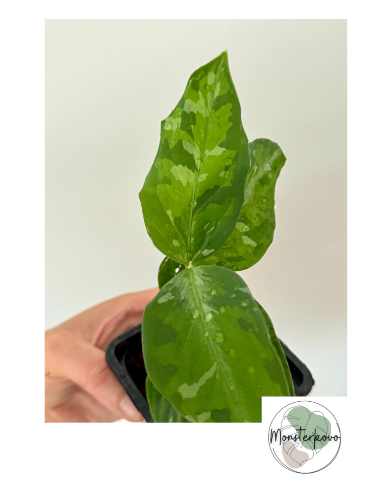 Aglaonema pictum tricolor