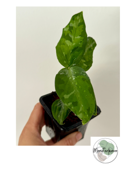 Aglaonema pictum tricolor