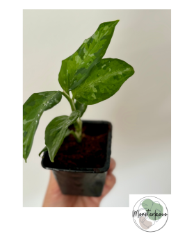 Aglaonema pictum tricolor