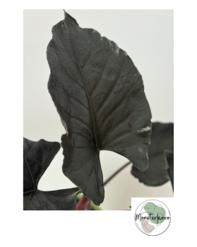 Alocasia Antoro Velvet - veľká