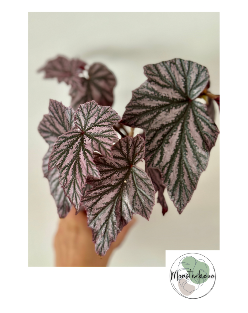 Begonia 'Pink Minx'