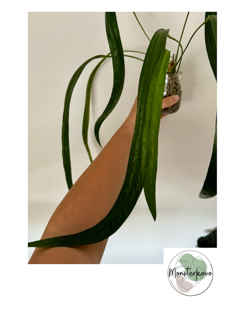 Anthurium friedrichsthalii v pone