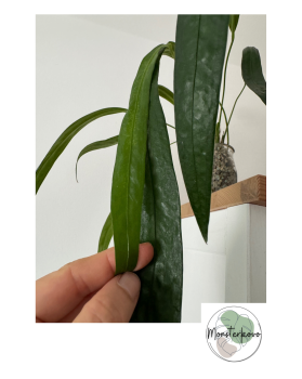 Anthurium friedrichsthalii v pone