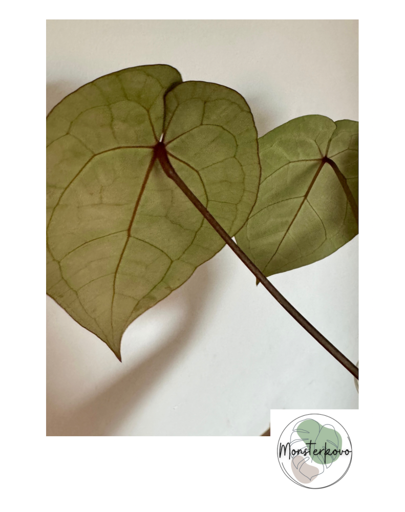 Anthurium Michelle