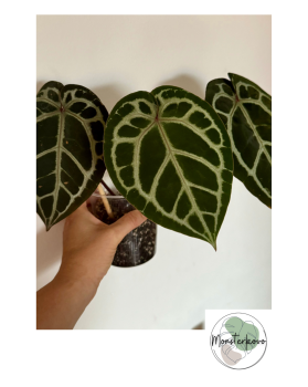 Anthurium Michelle