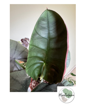 Alocasia nebula 'Elaine' XL