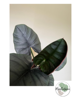 Alocasia nebula 'Elaine' XL