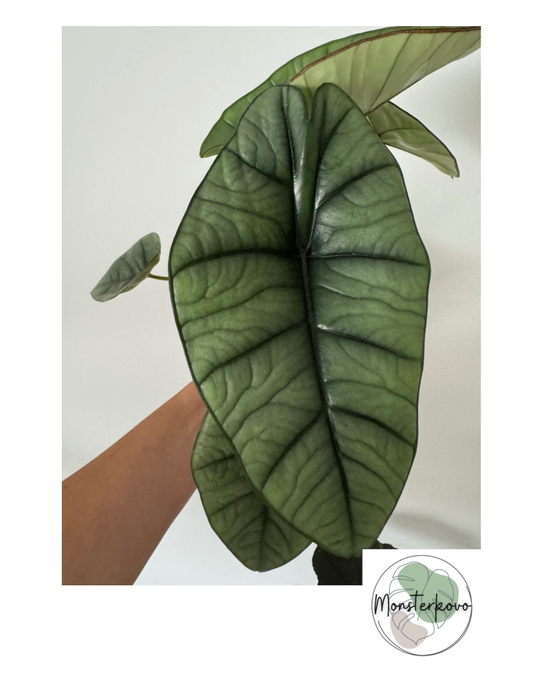 Alocasia Platinum veľká