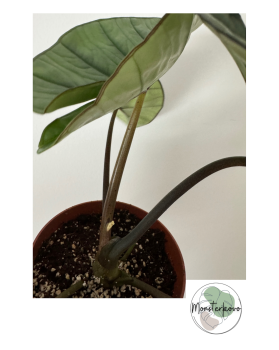 Alocasia Platinum veľká