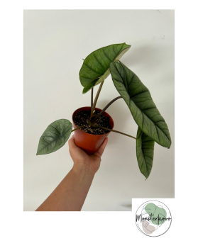 Alocasia Platinum veľká