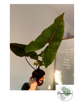 Alocasia Black Jack - Cyrtosperma Johnstonii - XL