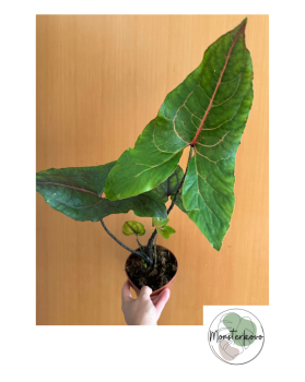 Alocasia Black Jack - Cyrtosperma Johnstonii - XL