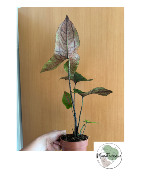 Alocasia Black Jack - Cyrtosperma Johnstonii - XL