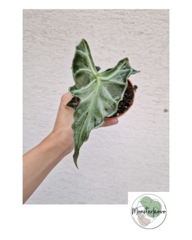 Alocasia Loco